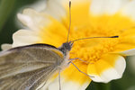 菜粉蝶 Pieris rapae