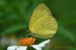 寬邊黃粉蝶 - Common Grass Yellow Eurema hecabe