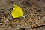 Eurema hecabe 寬邊黃粉蝶