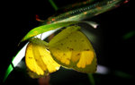 Eurema hecabe 寬邊黃粉蝶