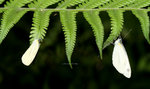 菜粉蝶 Pieris rapae