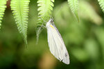 菜粉蝶 Pieris rapae