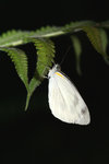 菜粉蝶 Pieris rapae