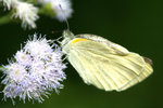 菜粉蝶 Pieris rapae 羽化