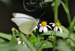 Appias albina 白翅尖粉蝶