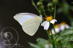 Appias albina 白翅尖粉蝶