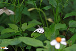 菜粉蝶 Pieris rapae 謝絕交尾