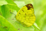 檗黃粉蝶 Eurema blanda