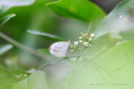 Leptosia nina 纖粉蝶