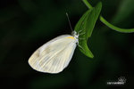 菜粉蝶 Pieris rapae