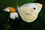 菜粉蝶 Pieris rapae