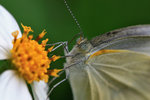 菜粉蝶 Pieris rapae