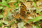 Dodona egeon 大斑尾蜆蝶