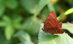 Abisara echerius 蛇目褐蜆蝶