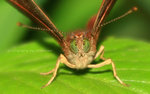 Abisara echerius 蛇目褐蜆蝶