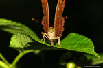 Abisara echerius 蛇目褐蜆蝶