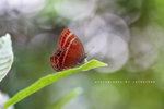 Abisara echerius 蛇目褐蜆蝶