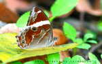 Lethe confusa 白帶黛眼蝶