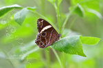 Lethe confusa 白帶黛眼蝶