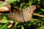 Junonia atlites 波紋眼蛺蝶