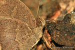 小眉眼蝶 Mycalesis mineus旱季型