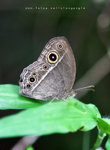 Mycalesis zonata 平頂眉眼蝶