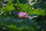 IMG_4637-37