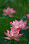 IMG_4644-44