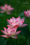 IMG_4645-45