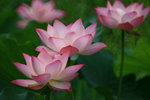 IMG_4646-46