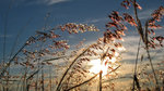 IMG_8772-72