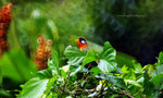 Leiothrix argentauris 銀耳相思鳥