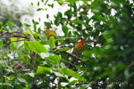Leiothrix argentauris 銀耳相思鳥