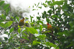 Leiothrix argentauris 銀耳相思鳥