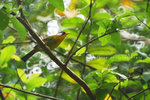 Leiothrix argentauris 銀耳相思鳥