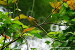 Leiothrix argentauris 銀耳相思鳥