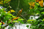 Leiothrix argentauris 銀耳相思鳥