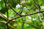 大山雀（白頰山雀．學名：Parus major）