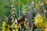 IMG_1532-32