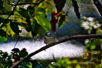 IMG_1535-35