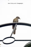 噪鵑(雌性)Koel (Women) Eudynamis scolopacea