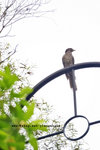 噪鵑(雌性)Koel (Women) Eudynamis scolopacea
