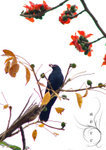 噪鵑(雄性) Koel (Male) Eudynamis scolopacea