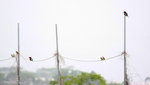 IMG_8752-52