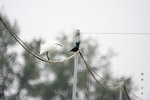 IMG_8786-86