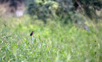IMG_8788-88