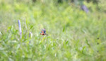 IMG_8792-92