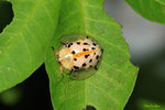 星班梳龜甲Aspidomorpha miliaris Toroise Beetle 〈鐵甲科 Hispidae〉 

IMG_0610-10