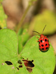 十四班斯螢葉甲 Sphenoraia nebulosa
IMG_5836-36