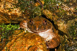 棘胸蛙 - Quasipaa spinosa